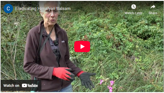 How to remove Himalayan Balsam